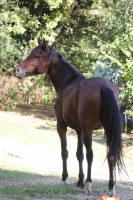 Vente de cheval : KALLY DE GAVERLAC